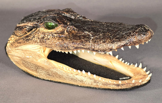 Alligator Head