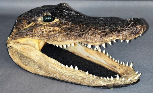 Alligator Head
